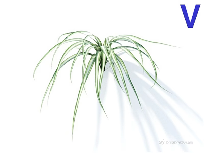 Beautiful Green Plant With Slender Leaves And White Stripes On White Background 3d model 