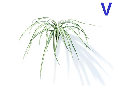 Beautiful Green Plant With Slender Leaves And White Stripes On White Background 3d model