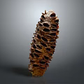 3D Rendered Brown Pine Cone With Detailed Spiky Texture And Hollow Openings