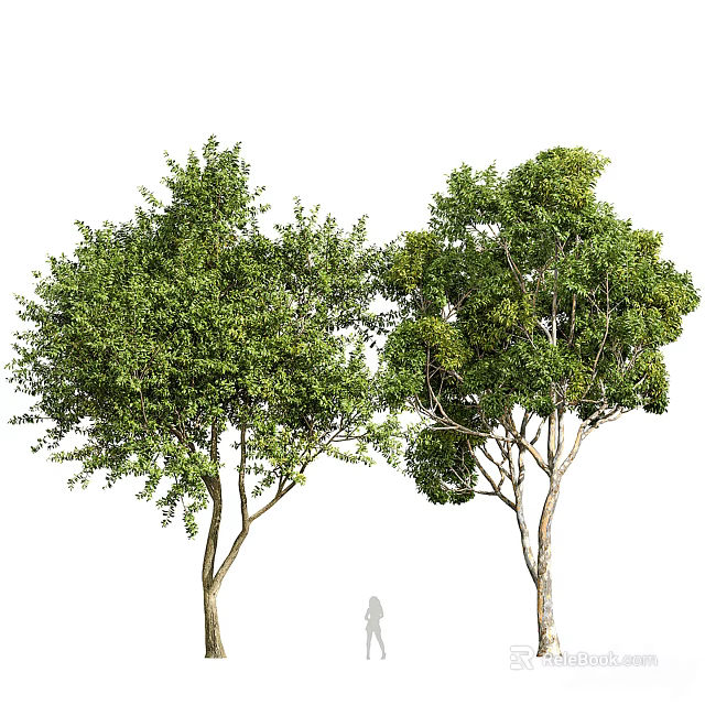 Two Tall Arbor Trees With Lush Green Leaves And Strong Sturdy Trunks 3d model 