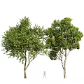 Two Tall Arbor Trees With Lush Green Leaves And Strong Sturdy Trunks
