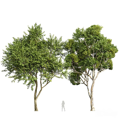 Two Tall Arbor Trees With Lush Green Leaves And Strong Sturdy Trunks 3d model