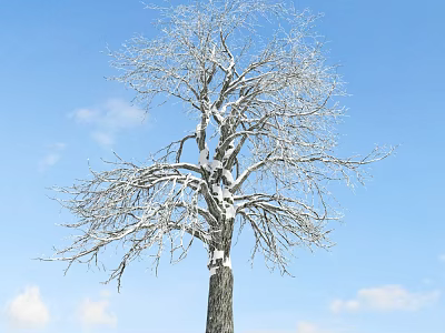 Snow Covered Arbor With Bare Branches Against Blue Sky And White Clouds 3d model