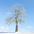 Snow Covered Arbor With Bare Branches Against Blue Sky And White Clouds