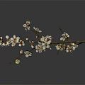 Curved Plum Blossom Branch With White And Pink Flowers On Gray Background With Reflection