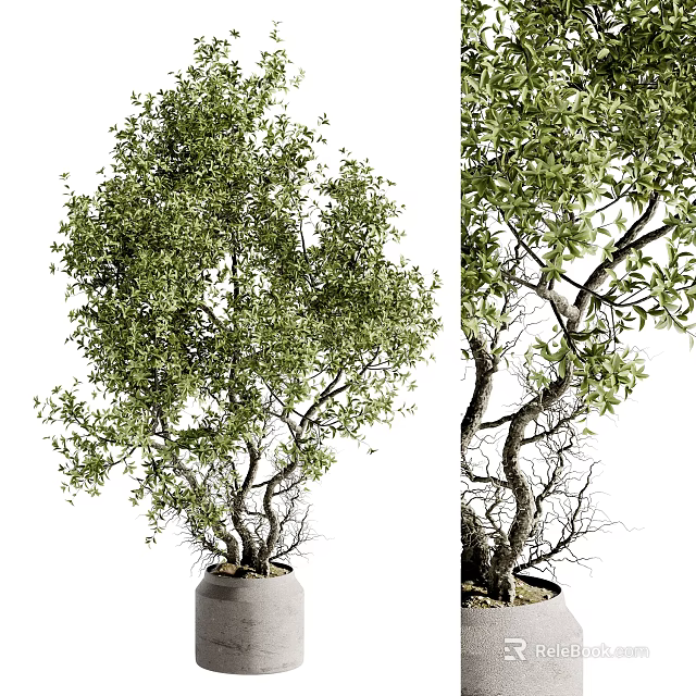 Indoor Bonsai Tree with Twisted Branches and Dense Green Foliage in Concrete Pot 3d model 