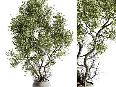 Indoor Bonsai Tree with Twisted Branches and Dense Green Foliage in Concrete Pot 3d model