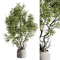 Indoor Bonsai Tree with Twisted Branches and Dense Green Foliage in Concrete Pot