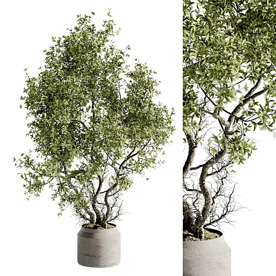 Indoor Bonsai Tree with Twisted Branches and Dense Green Foliage in Concrete Pot 3d model