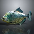 Piranha Fish Greenish Silver Body Red Eyes Shiny Scales Fins On Gray Background With Reflection