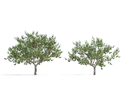 Two Healthy Arbor Trees With Lush Green Foliage And Sturdy Brown Trunks 3d model