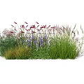 Colorful Flowers And Grasses For Garden Decoration With Purple Red And Green Hues
