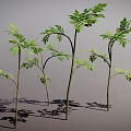 Multiple Slender Trunk Plants With Green Leaves And Shadow On Gray Background 3d model