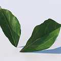 Fresh Green Leaves With Visible Veins On Clean White Background