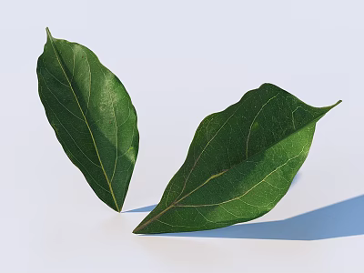 Fresh Green Leaves With Visible Veins On Clean White Background 3d model