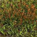 Vibrant Orange Flowers with Lush Green Leaves in Dense Garden Growth