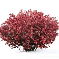 Red Leaf Shrubs In Garden Landscape Featuring Bushy Growth And Vibrant Foliage