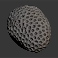 Spherical Sea Urchin With Porous Surface And Detailed Texture On Gray Background