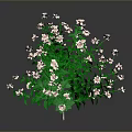 Elegant Vibrant Flowering Plant With Lush Green Leaves And Delicate Pink Flowers