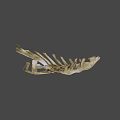 Detailed Light Brown Animal Jawbone Skeletal Specimen on Gray Background
