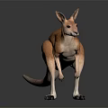 Realistic Standing Kangaroo Model With Light Brown Fur On Plain Background 3d model