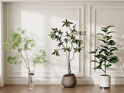 Indoor Bonsai Potted Plants With Three Different Pots Against White Wall And Wooden Floor 3d model