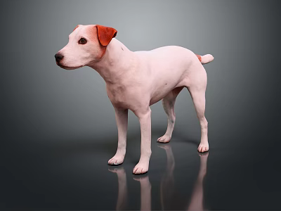White Dog With Brown Ears Standing On Dark Floor With Reflection 3d model