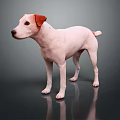 White Dog With Brown Ears Standing On Dark Floor With Reflection