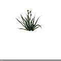 Lush Flower Plant Featuring Long Green Leaves And White Small Flowers