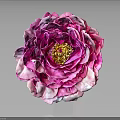 Pink Peony Flower Featuring Layered Pink White Petals And Yellow Stamen Center On Dark Background