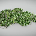 Lush Green Plants With Vibrant Leaves And Exposed Roots Growing Densely Together
