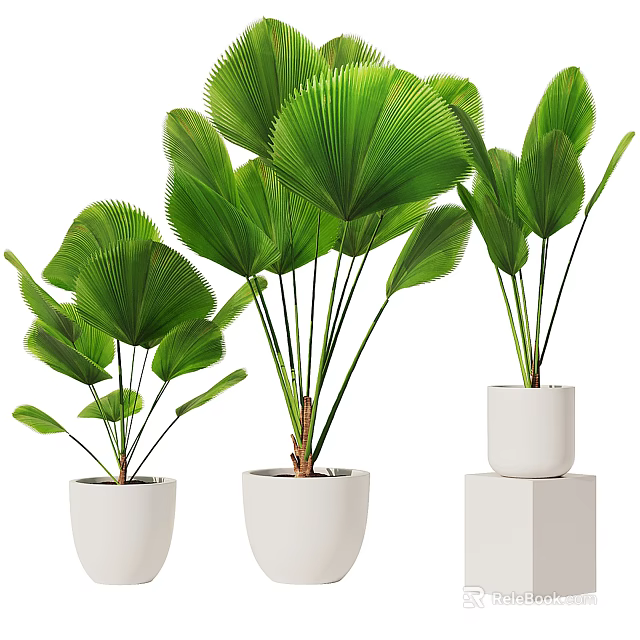 Potted Green Leaf Plants With Fan Shaped Leaves In White Ceramic Pots On Stands 3d model 