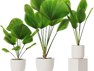Potted Green Leaf Plants With Fan Shaped Leaves In White Ceramic Pots On Stands 3d model