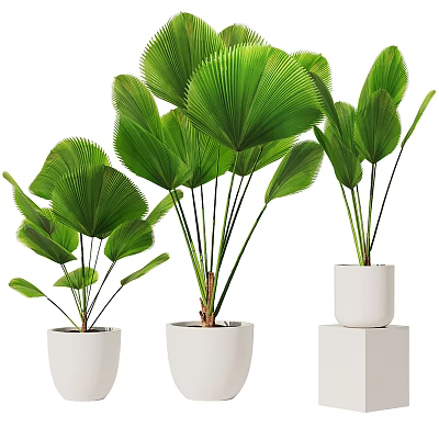 Potted Green Leaf Plants With Fan Shaped Leaves In White Ceramic Pots On Stands 3d model