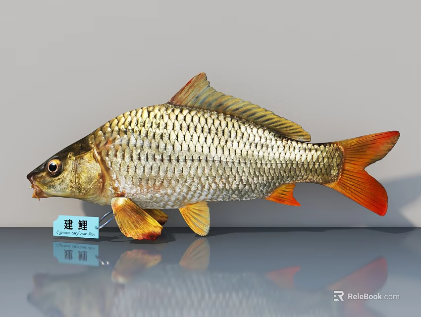 Golden Scaled Huangyu Fish With Orange Fins And Detailed Body Structure As Aquatic Specimen 3d model 