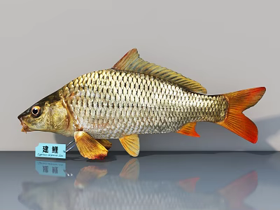 Golden Scaled Huangyu Fish With Orange Fins And Detailed Body Structure As Aquatic Specimen 3d model