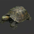 Lifelike Crawling Tortoise With Patterned Brown Yellow Textured Shell