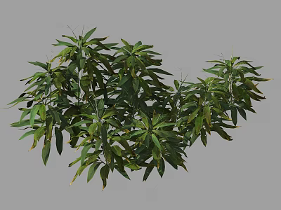 Lush Green Shrub with Dense Foliage and Vibrant Leaves in Garden 3d model