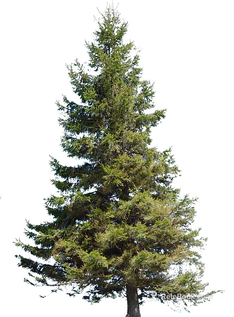 Tall Evergreen Arbor with Lush Green Branches and Dense Foliage in Natural Upright Growth Shape 3d model 