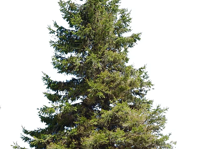 Tall Evergreen Arbor with Lush Green Branches and Dense Foliage in Natural Upright Growth Shape 3d model