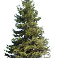 Tall Evergreen Arbor with Lush Green Branches and Dense Foliage in Natural Upright Growth Shape