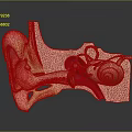 3D Human Ear Anatomy Structure With Inner Middle And Outer Components