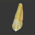 Fresh Juicy Sliced Mango With Yellow And White Flesh On Dark Background