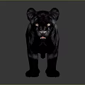 Striking Black Panther Standing With Shiny Black Fur On Gray Studio Background