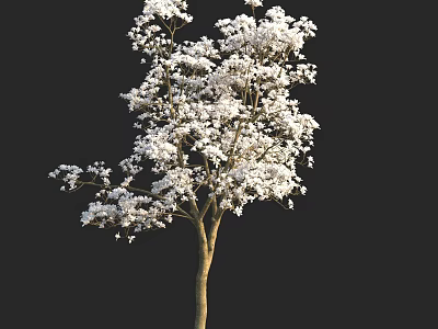 Elegant Tall Arbor Covered In Abundant White Flowers On Black Backdrop 3d model