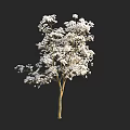 Elegant Tall Arbor Covered In Abundant White Flowers On Black Backdrop