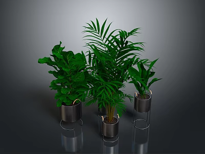 Lush Green Indoor Plants In Metal Planters On Reflective Dark Surface 3d model