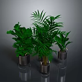 Lush Green Indoor Plants In Metal Planters On Reflective Dark Surface