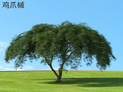 Chinese Maple Tree With Elegant Spreading Canopy Lush Green Foliage Blue Sky Green Grass 3d model