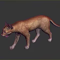 Orange Wild Cat Standing Alert On Dark Background With Shiny Reflective Floor